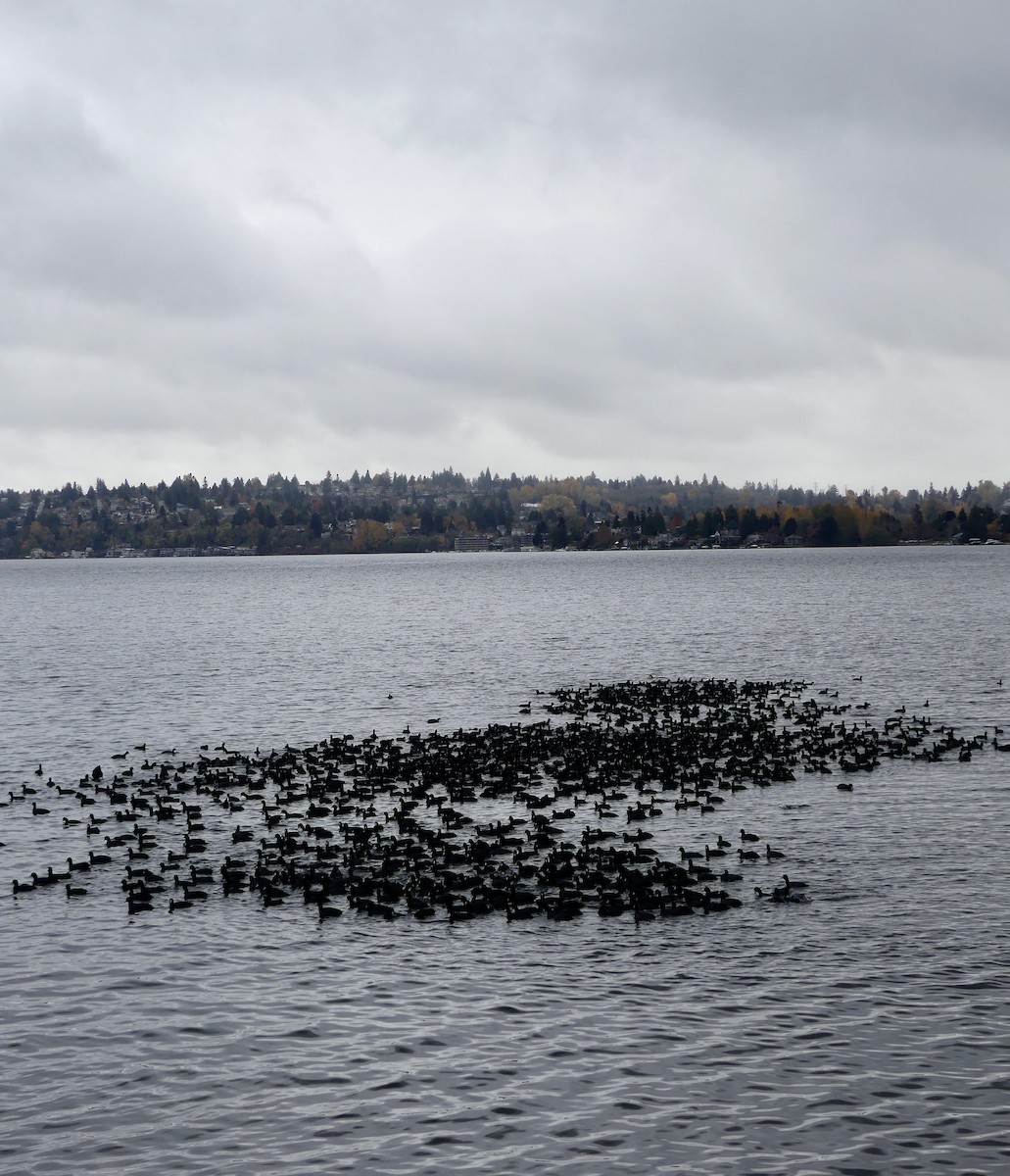 American Coot - ML645296028