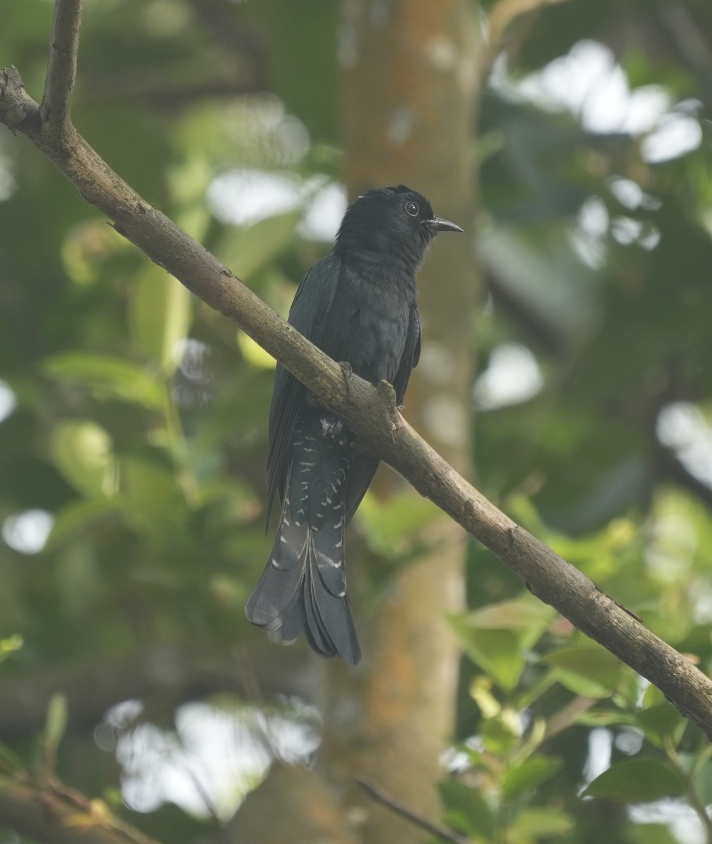 Square-tailed Drongo-Cuckoo - ML645296033