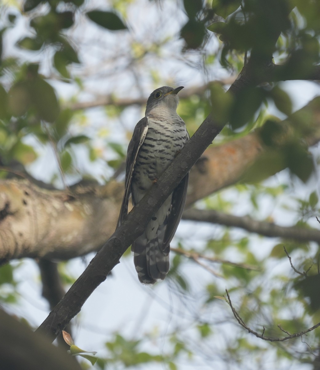 Indian Cuckoo - ML645296038