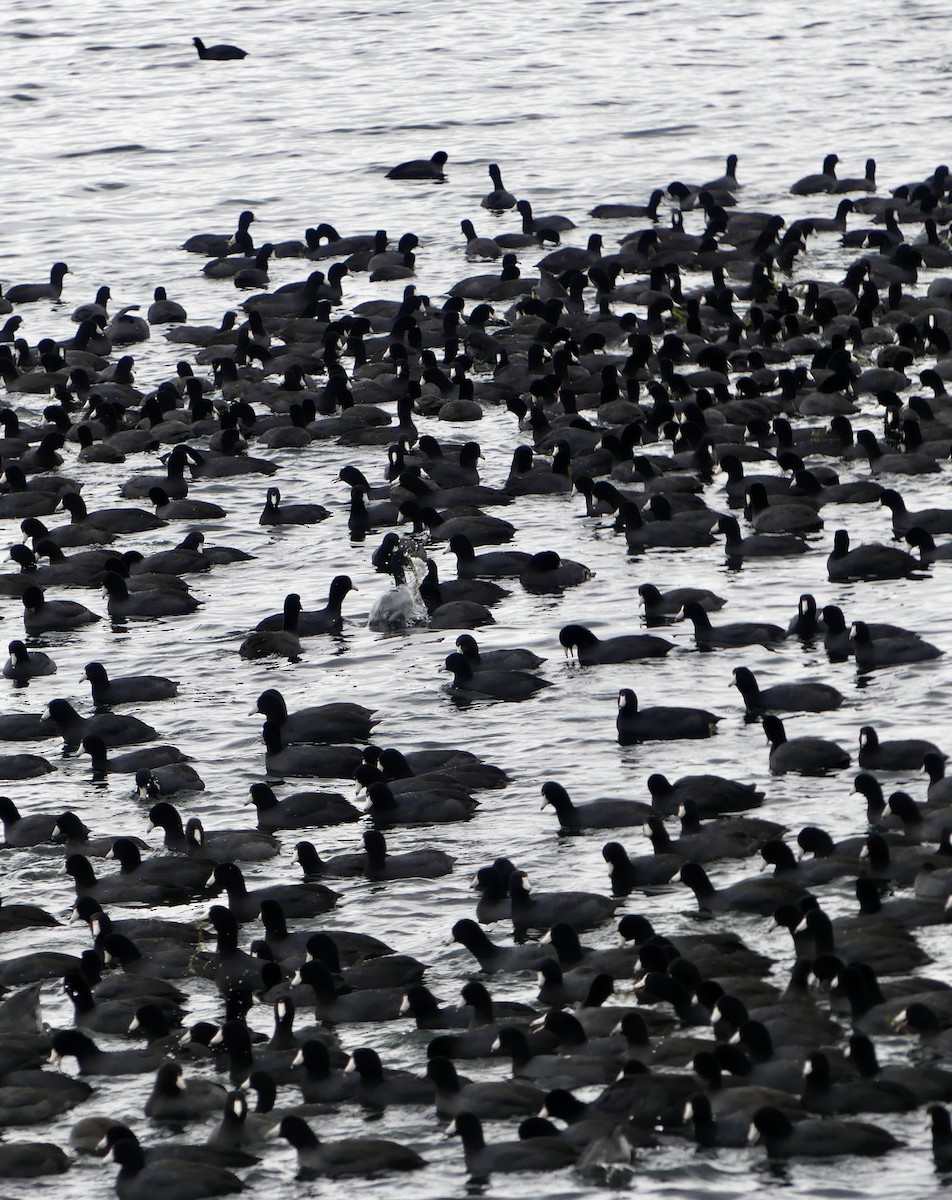 American Coot - ML645296039