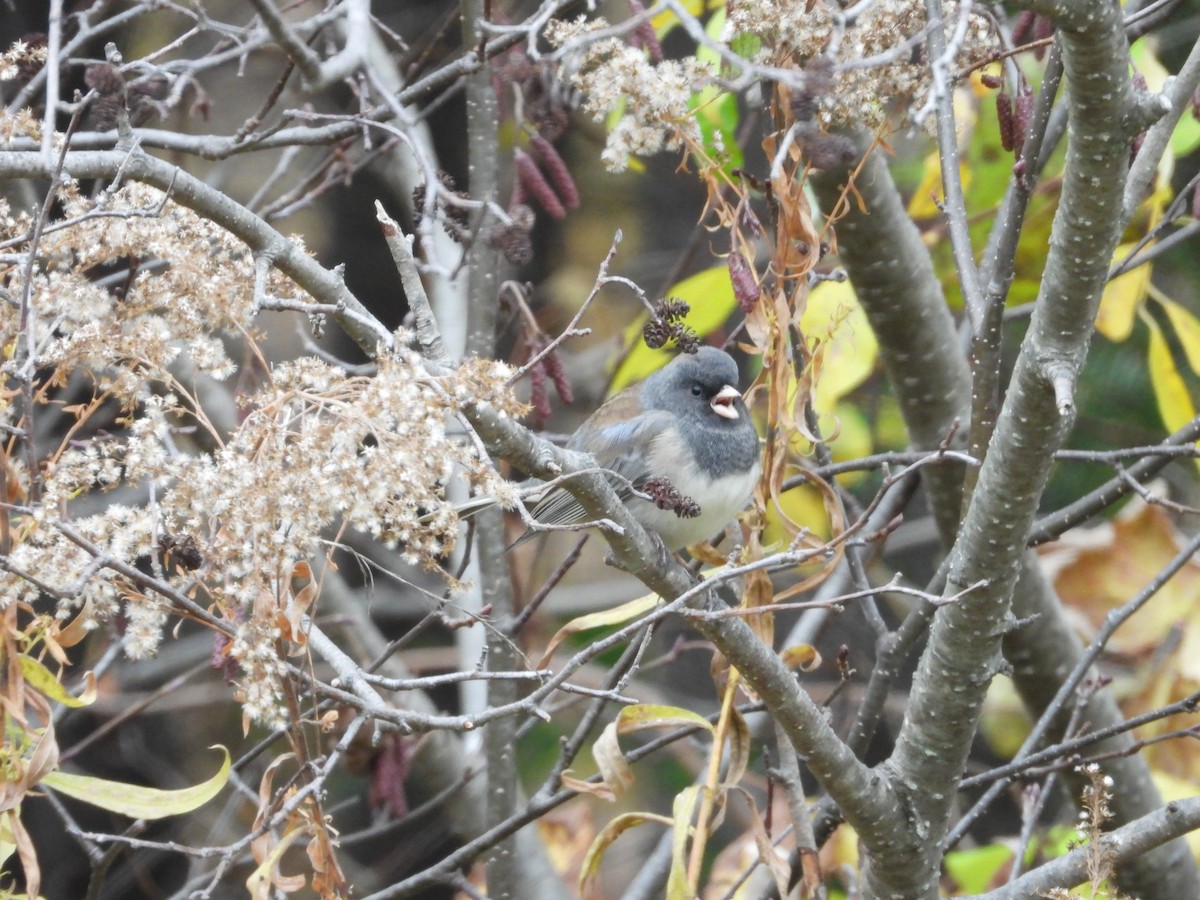 Dark-eyed Junco - ML645296045