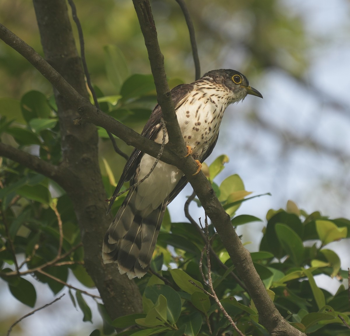 Malaysian Hawk-Cuckoo - ML645296047