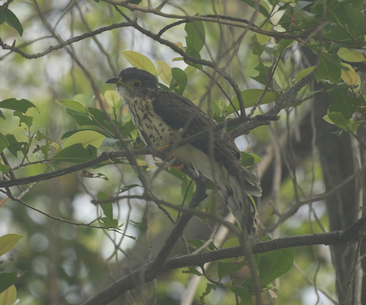 Malaysian Hawk-Cuckoo - ML645296048