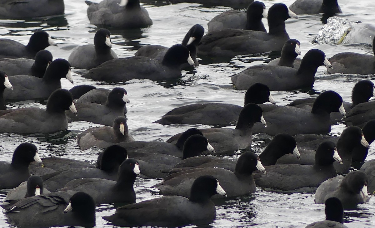 American Coot - ML645296056