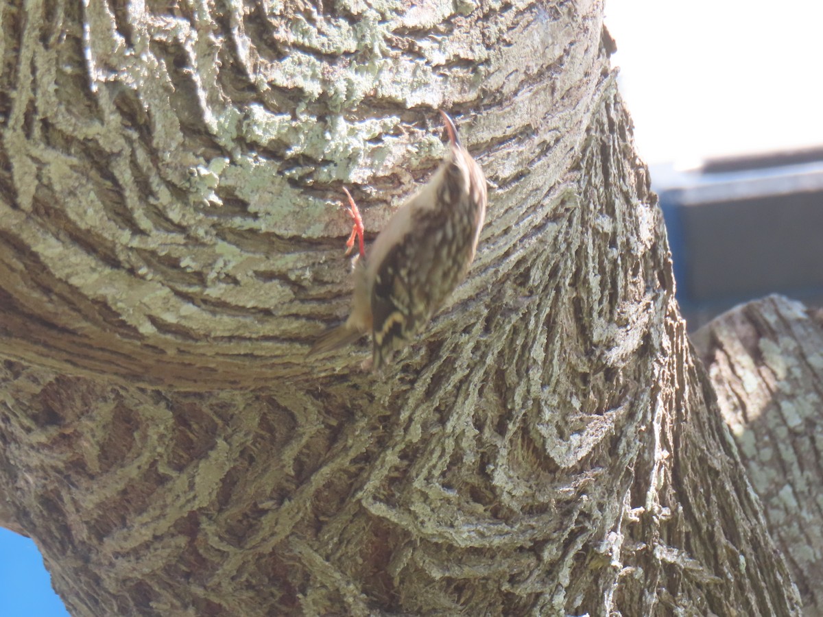 Brown Creeper - ML645296060
