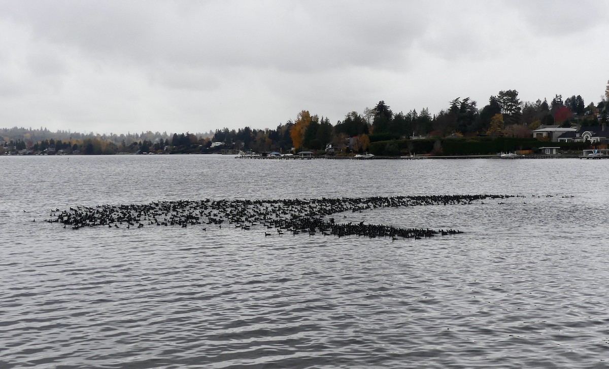 American Coot - ML645296063