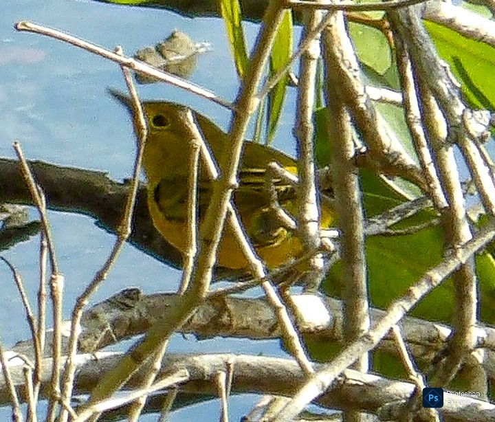 Mangrove Yellow Warbler - ML645296076