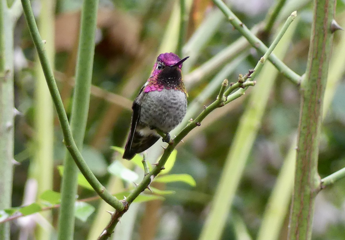 Anna's Hummingbird - ML645296088