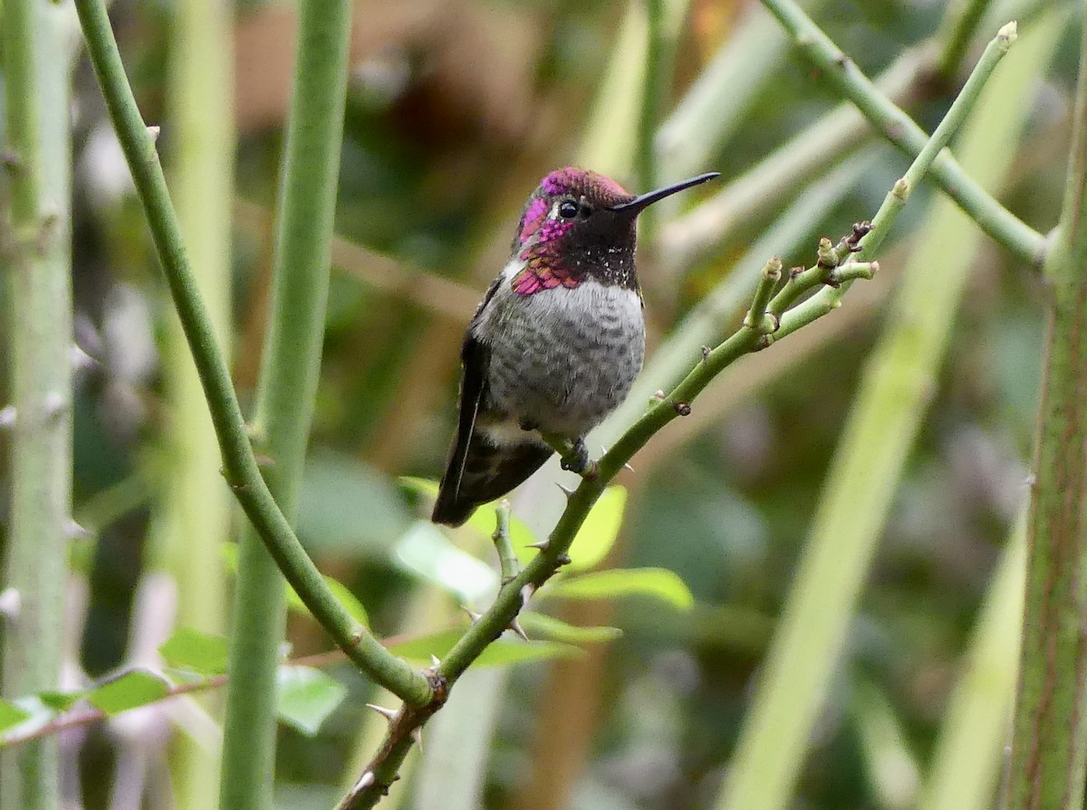 Anna's Hummingbird - ML645296092