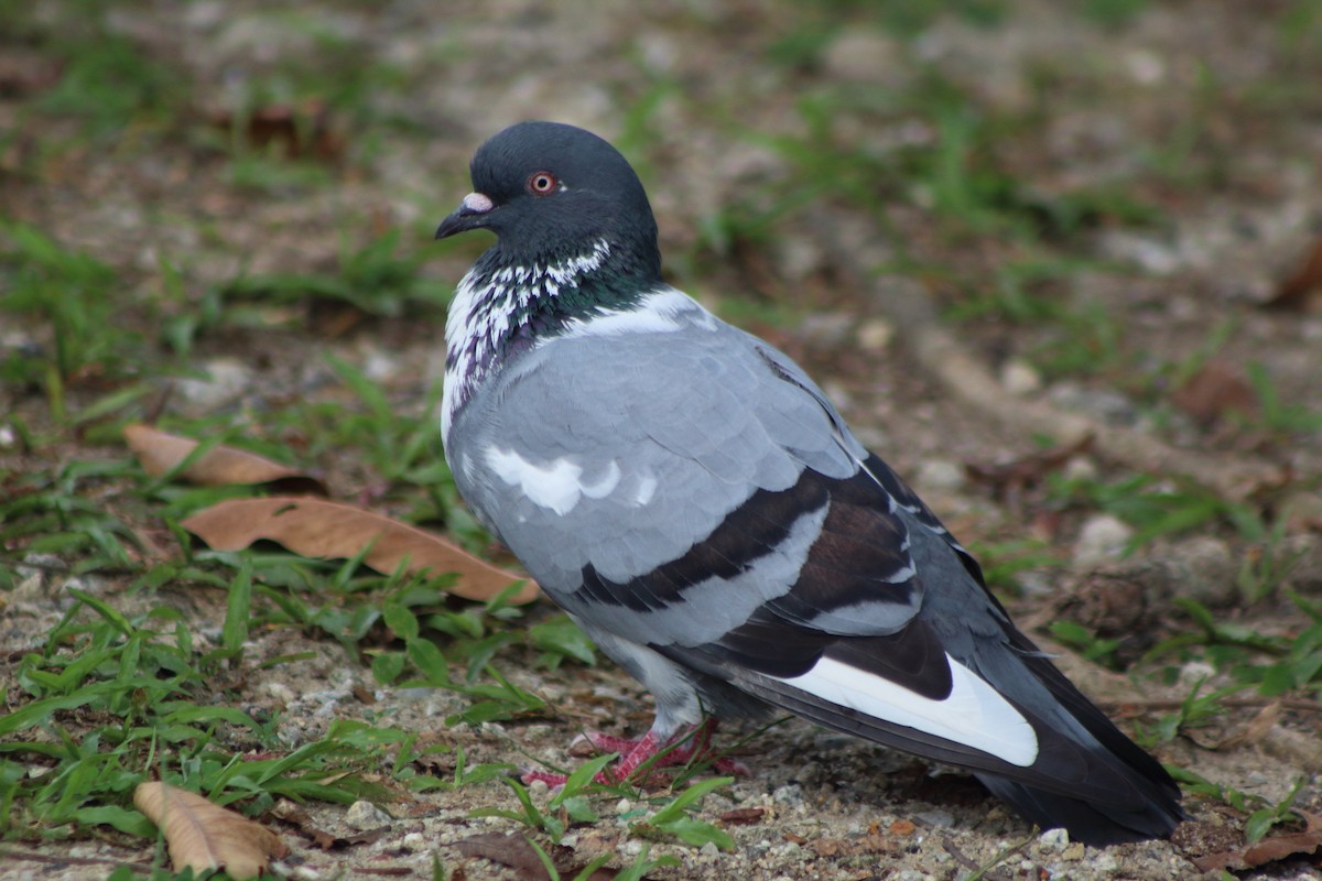 Kaya Güvercini (evcil tip) - ML645296094