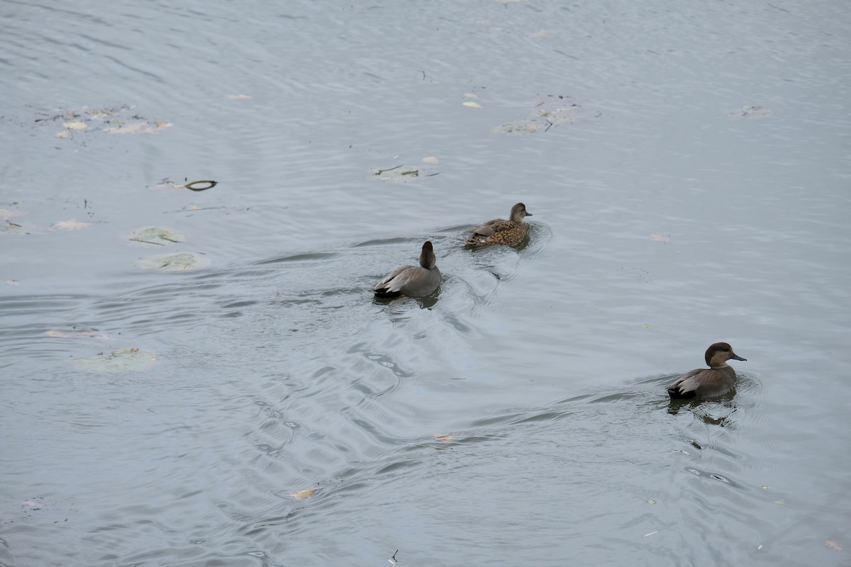 Нерозень - ML645296097