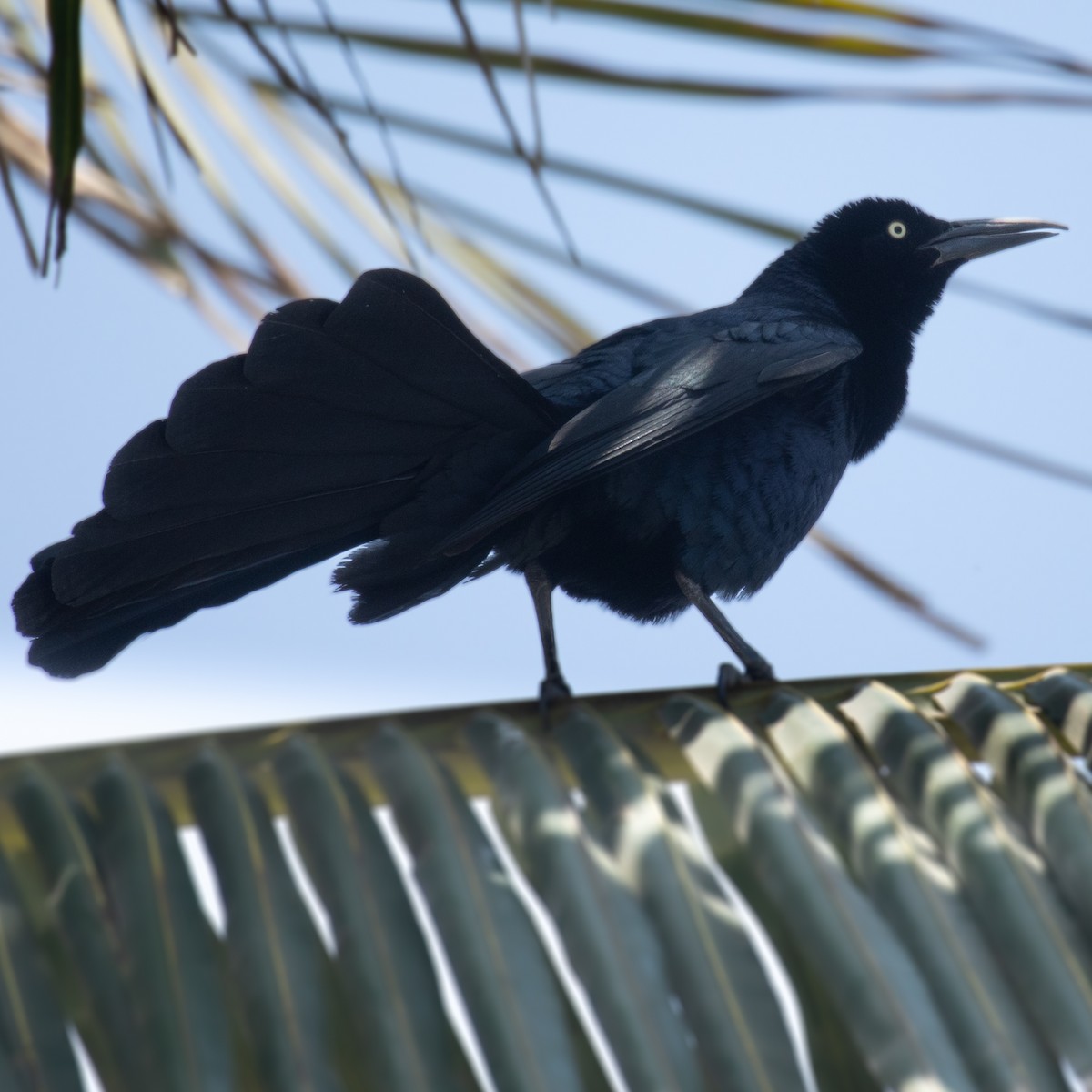 Great-tailed Grackle - ML645296099