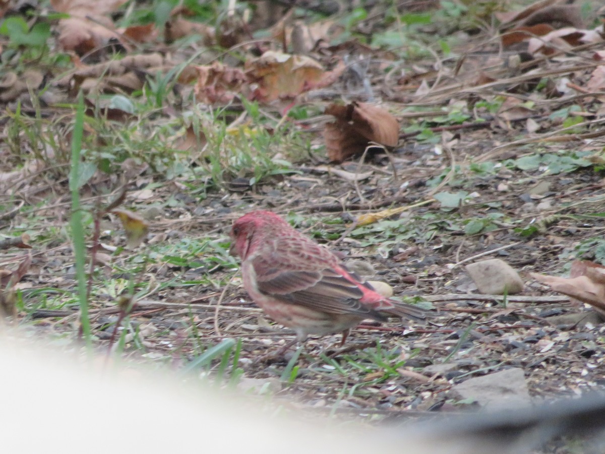 Roselin pourpré - ML645296100