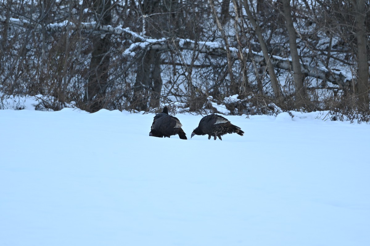 krocan divoký - ML645296103