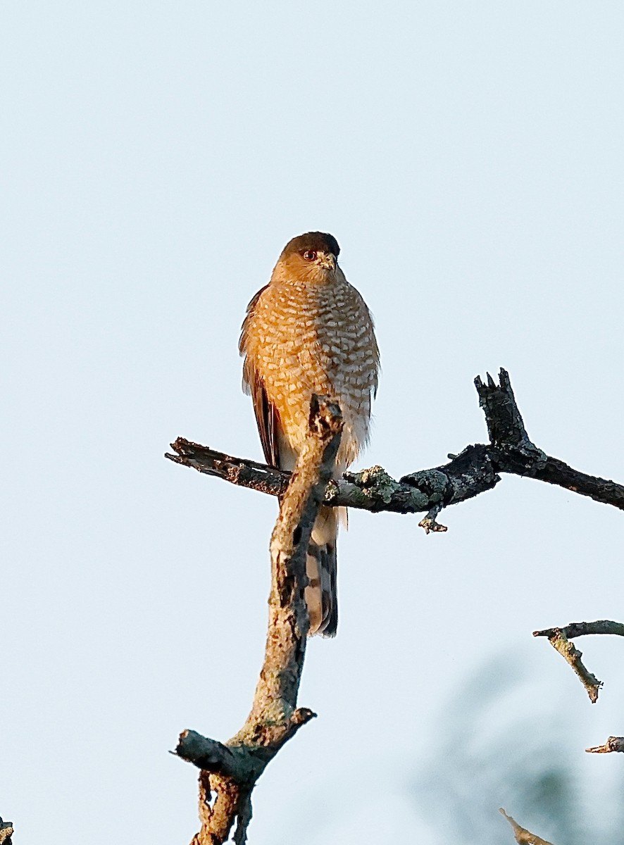 Amerika Atmacası - ML645296107