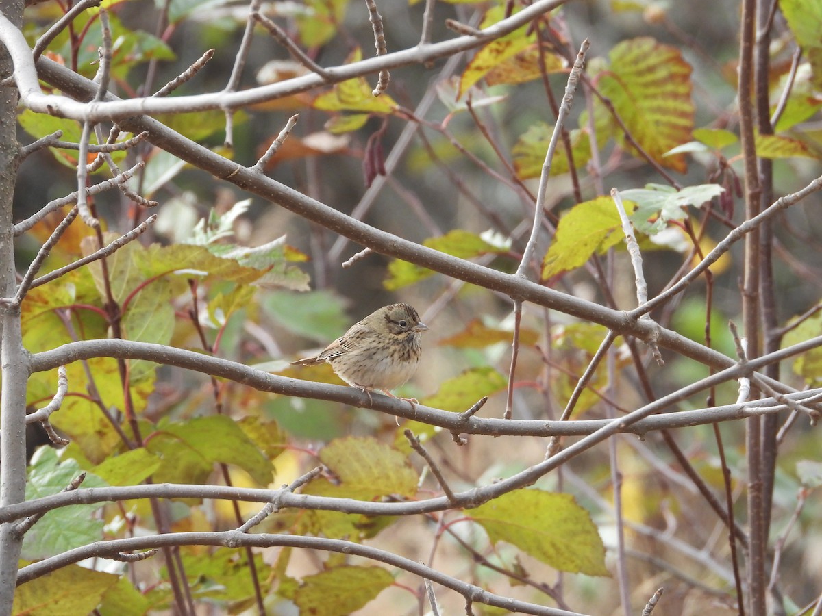 Lincoln's Sparrow - ML645296115