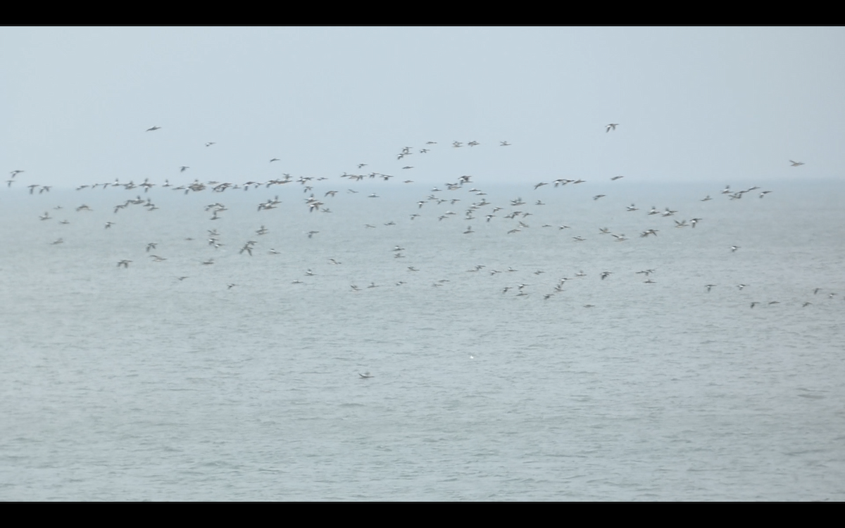 מרגון בינוני - ML645296117