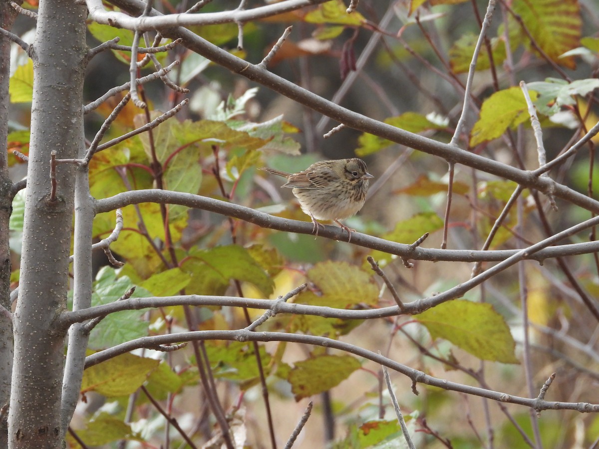 Lincoln's Sparrow - ML645296120