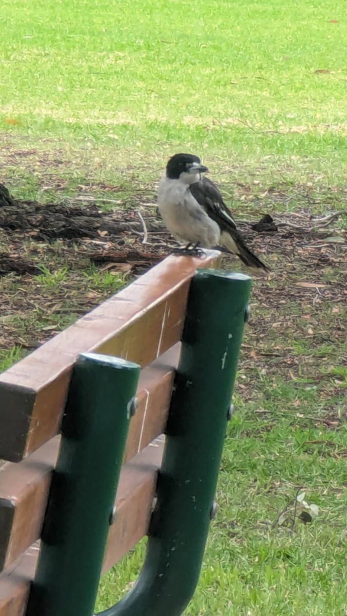 Gray Butcherbird - ML645296127