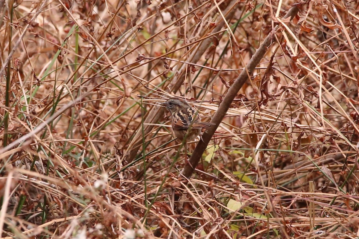 ヌマウタスズメ - ML645296130