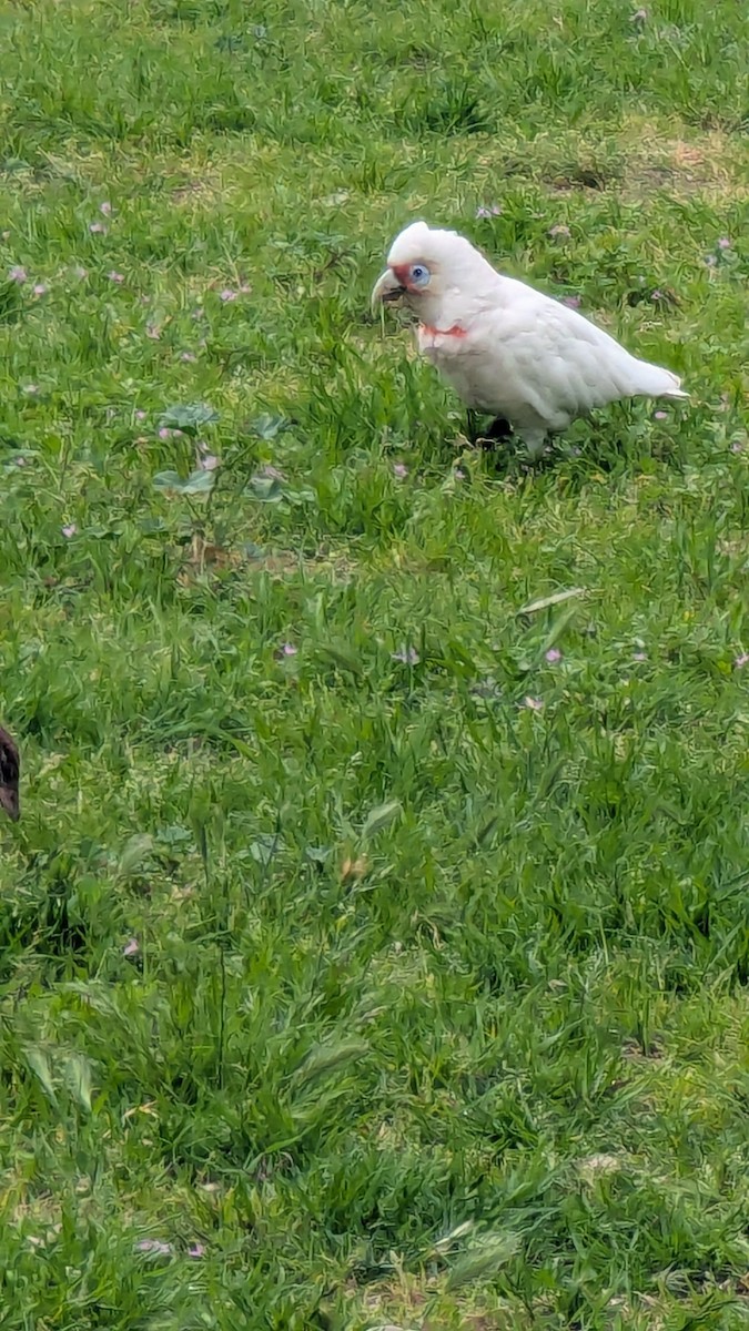 Long-billed Corella - ML645296137