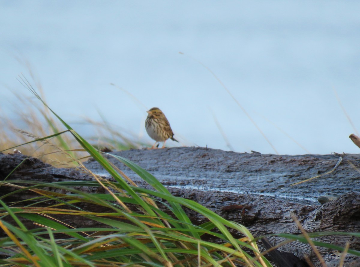 Savannah Sparrow - ML645296138