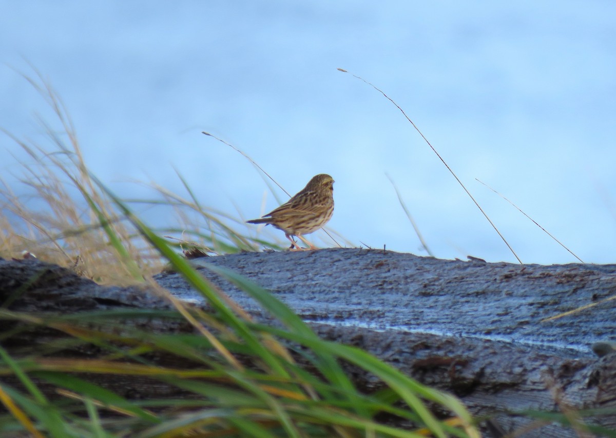Savannah Sparrow - ML645296139