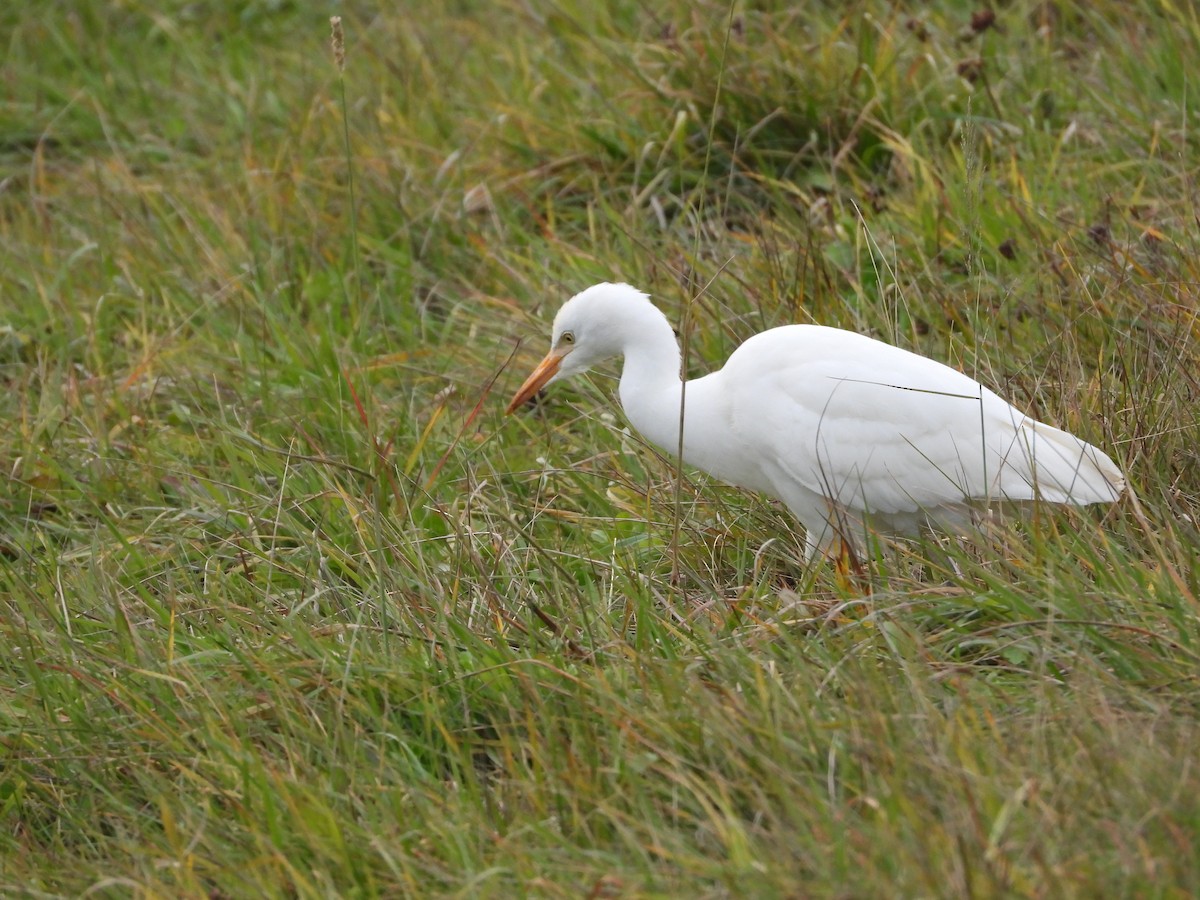 Western Cattle-Egret - ML645296149