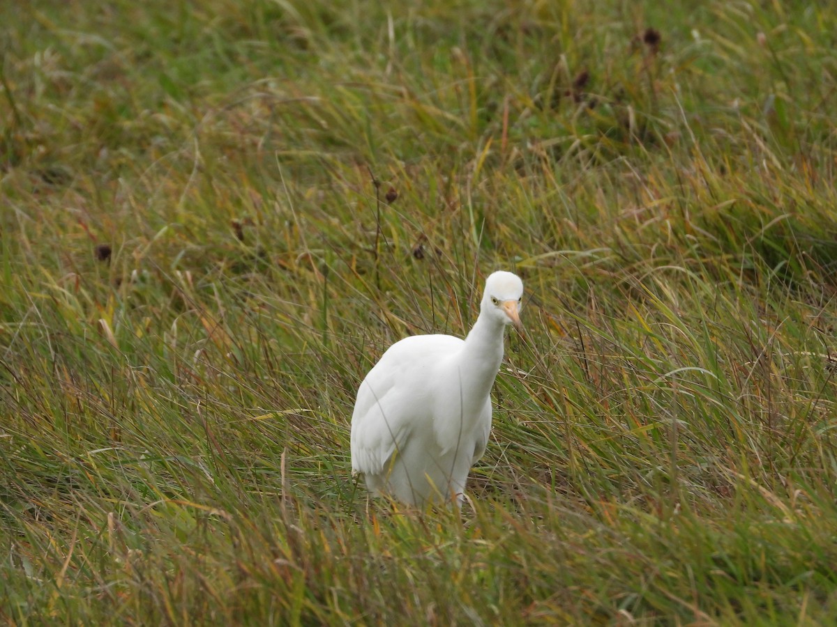 Western Cattle-Egret - ML645296154
