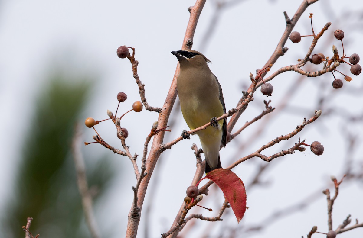 brkoslav americký - ML645296161