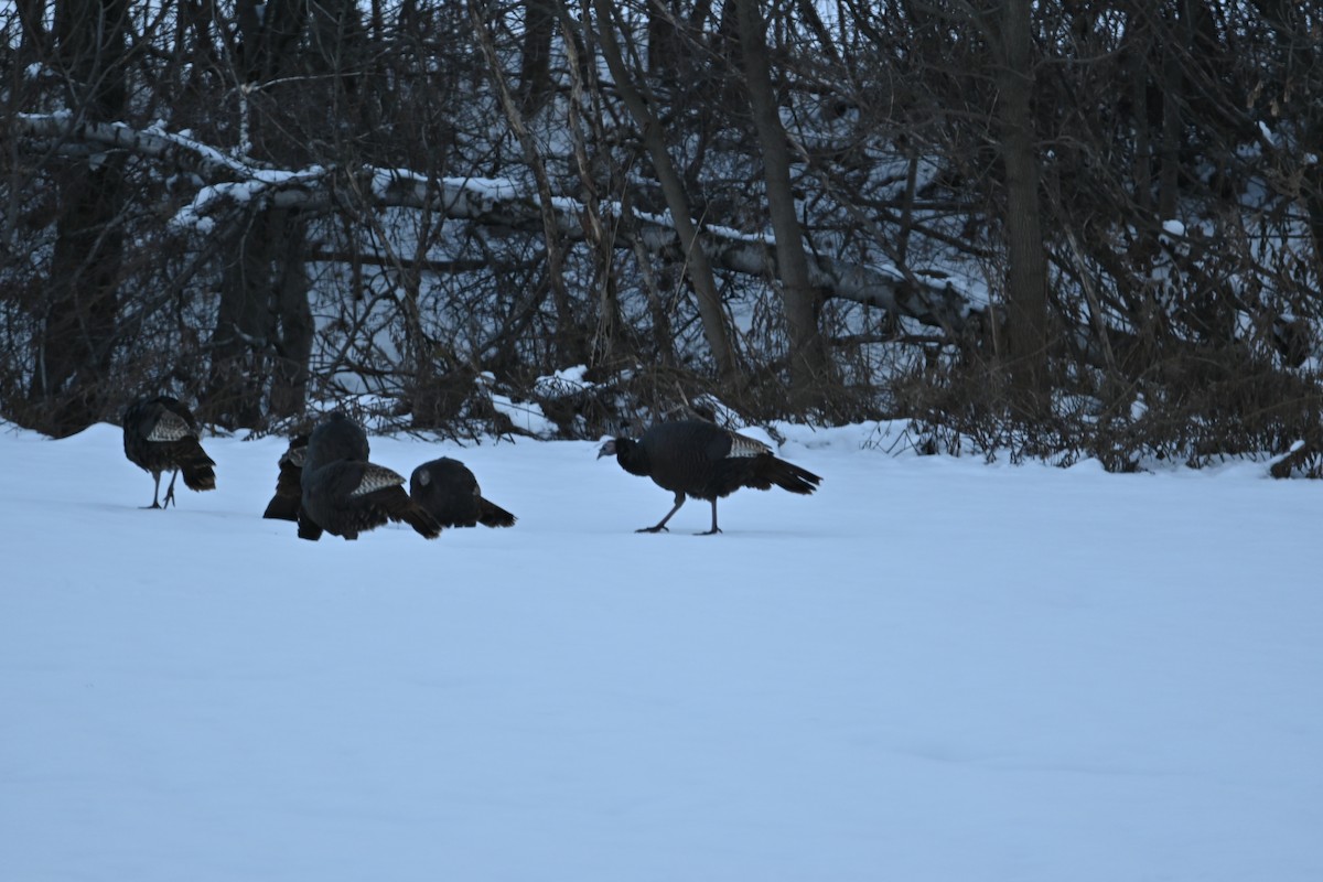 krocan divoký - ML645296177