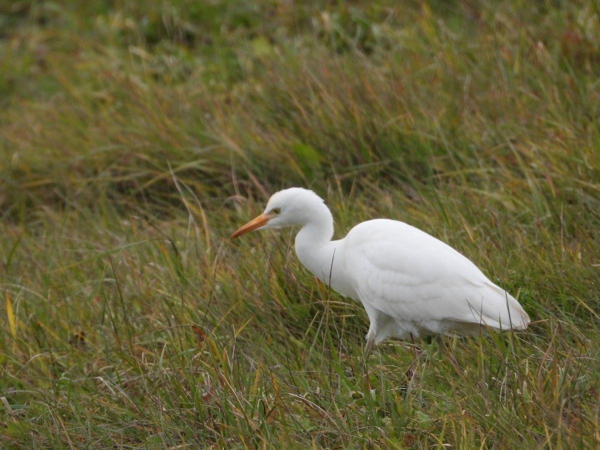 Western Cattle-Egret - ML645296181
