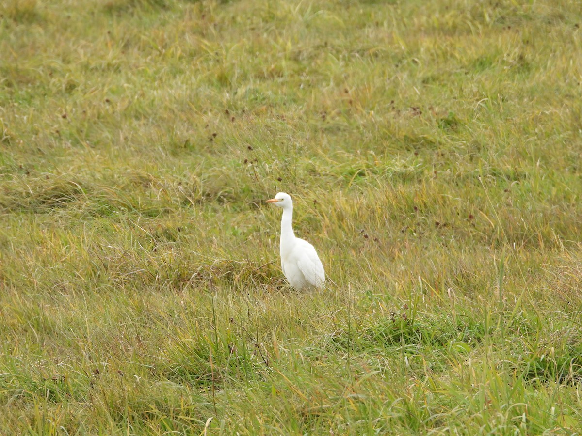 Western Cattle-Egret - ML645296204