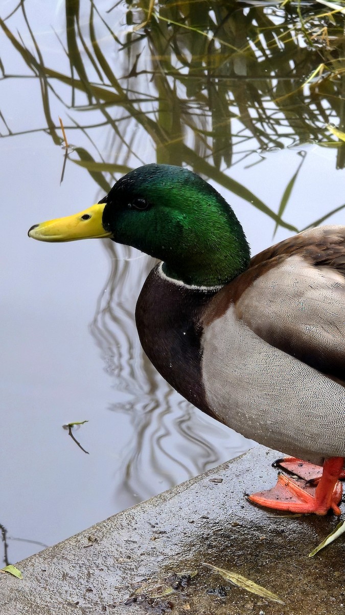 Mallard - ML645296208