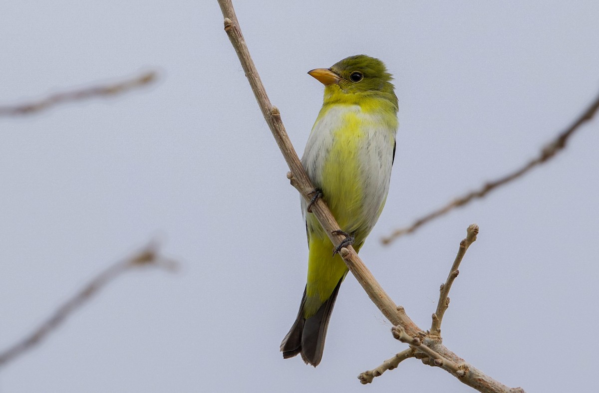 piranga šarlatová - ML645296210