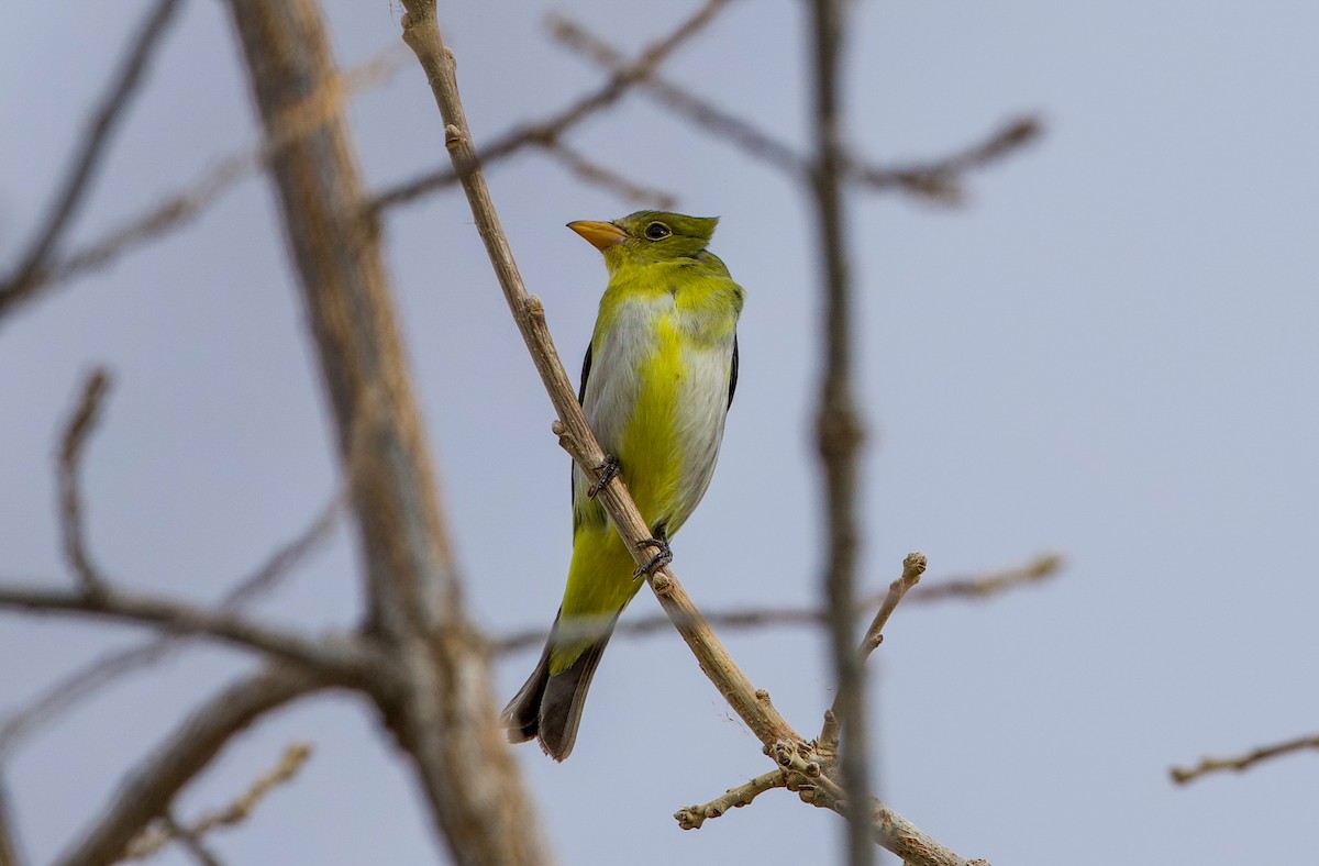 piranga šarlatová - ML645296211