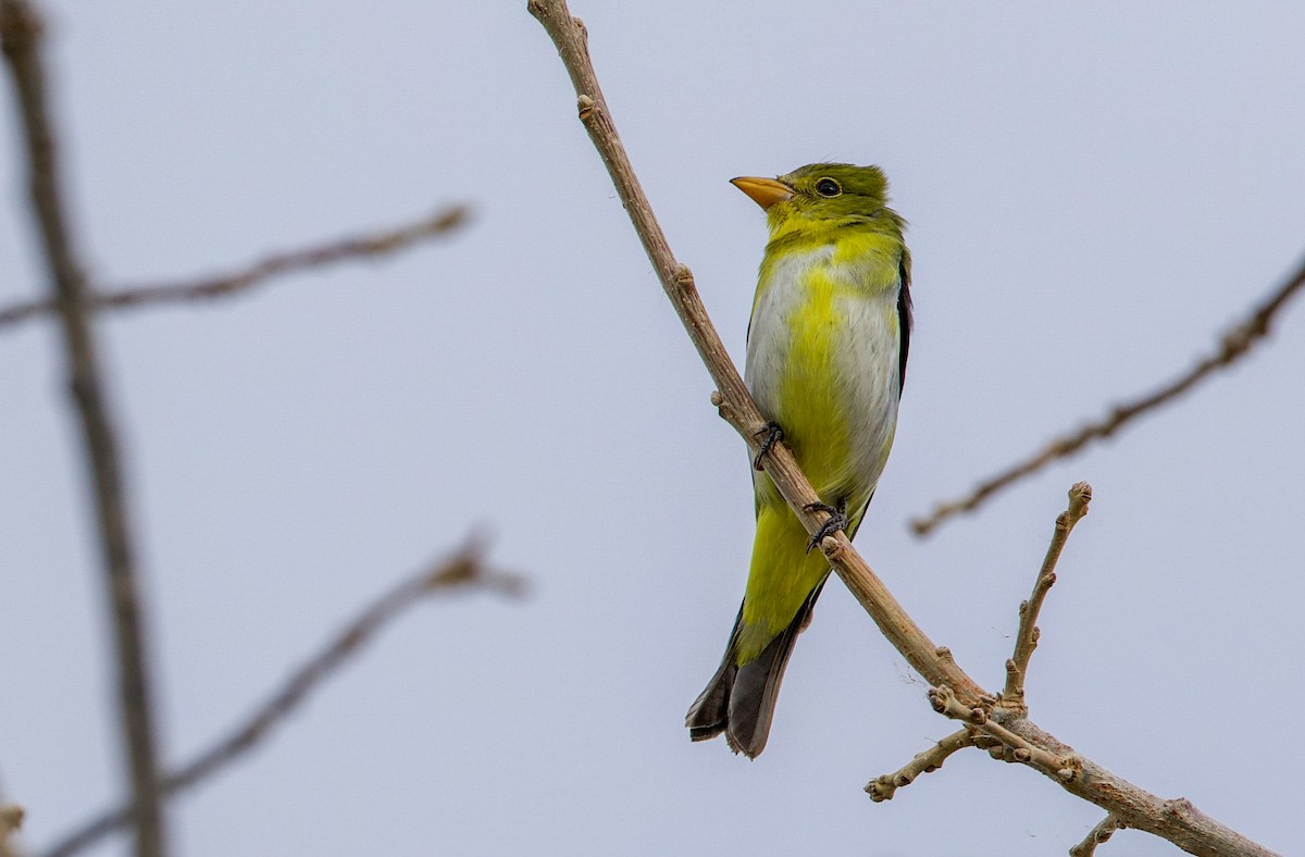 piranga šarlatová - ML645296212