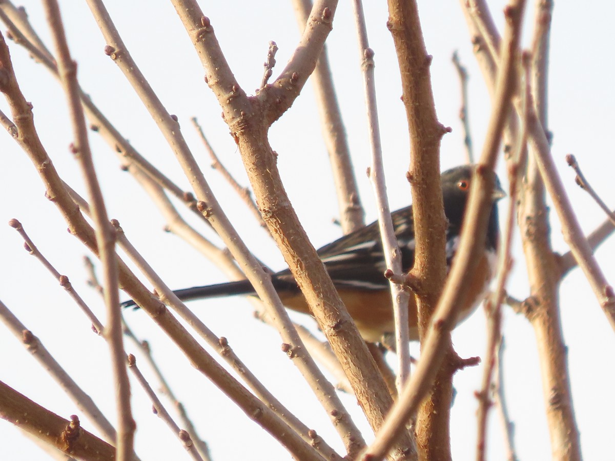 Spotted Towhee - ML645296213