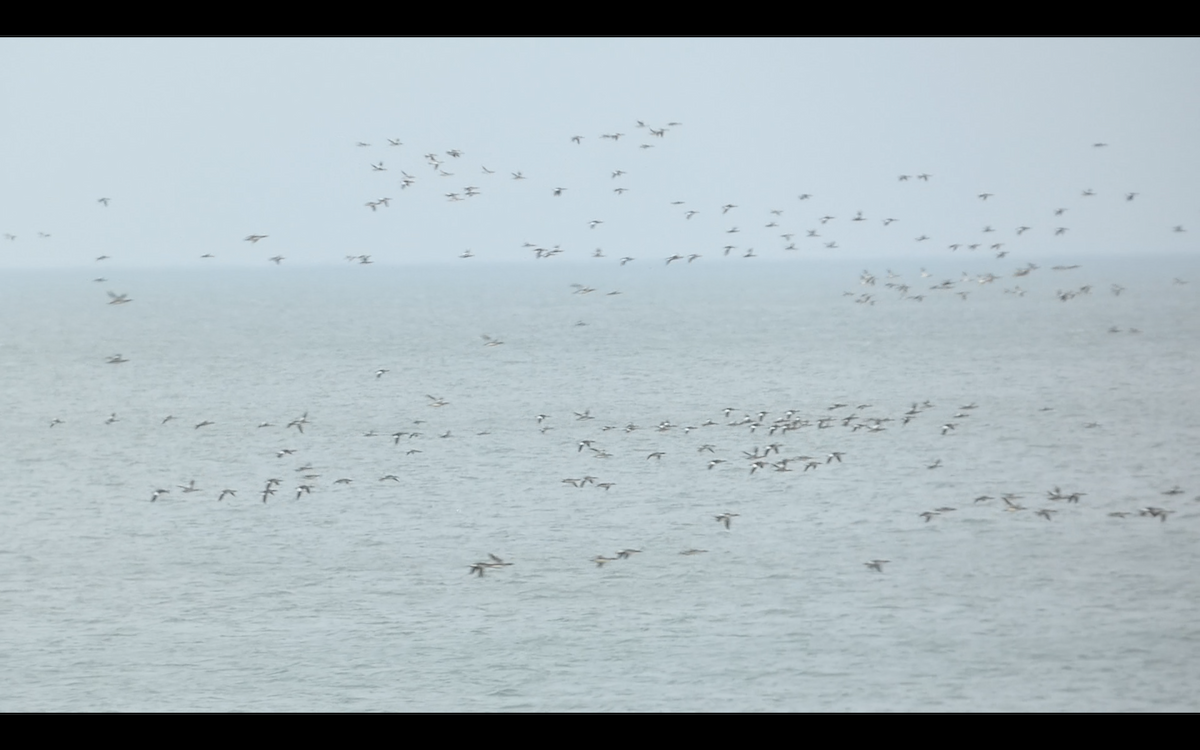 מרגון בינוני - ML645296228