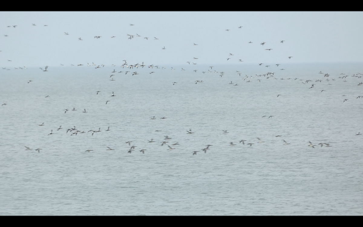 מרגון בינוני - ML645296229