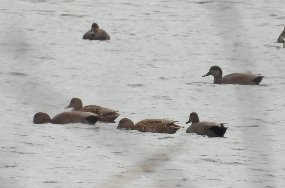 Нерозень - ML645296230