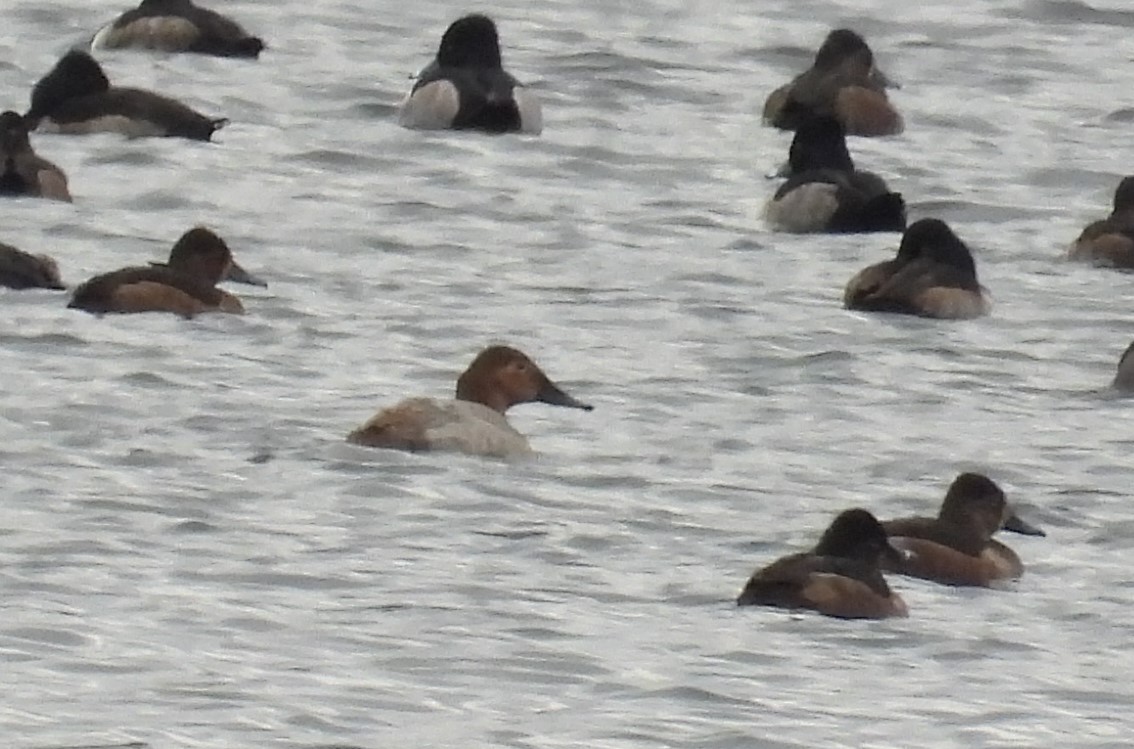 Büyük Elmabaş - ML645296237