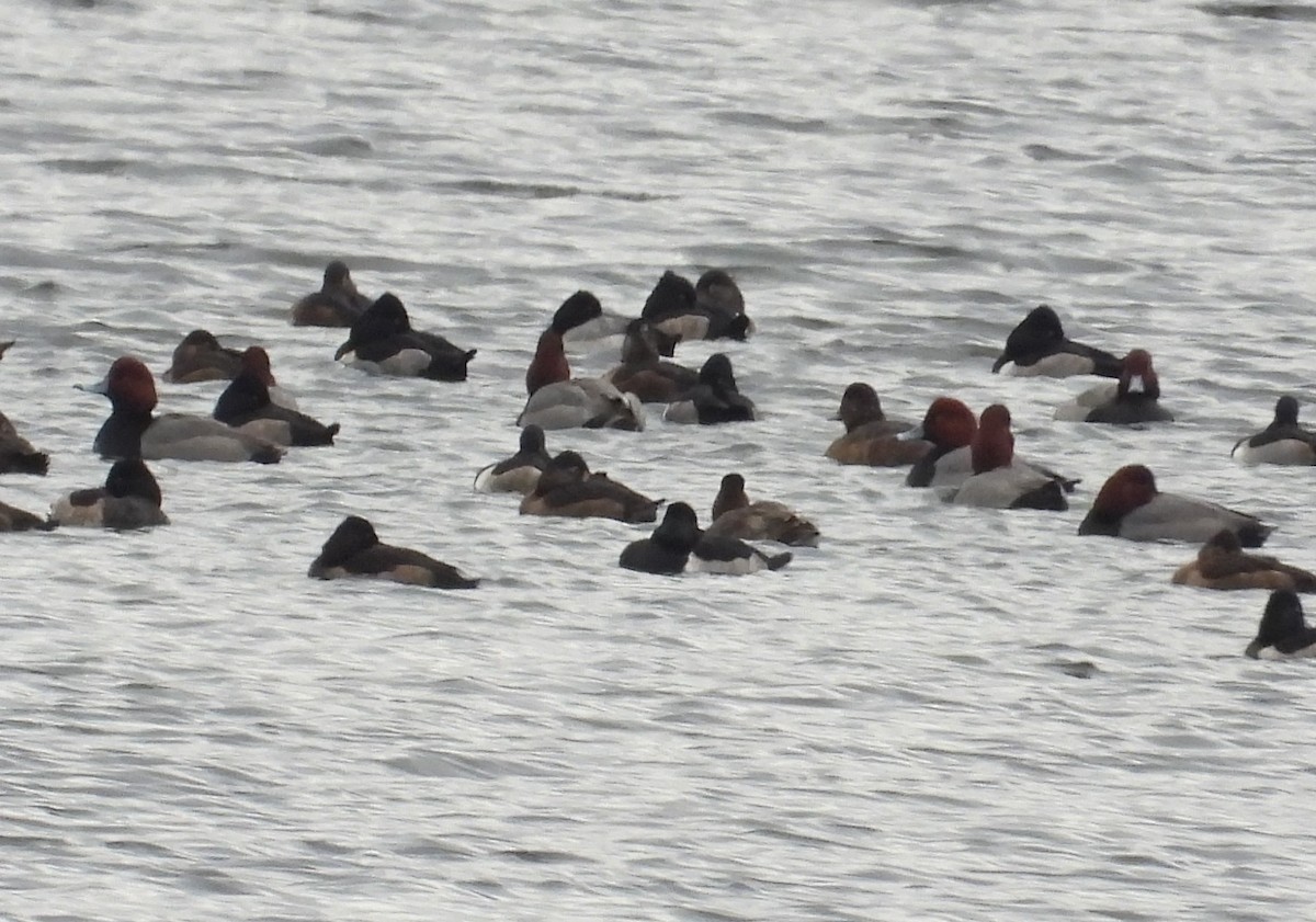 Redhead - ML645296240