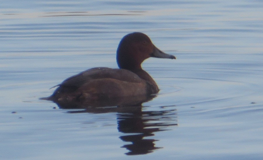 Redhead - ML645296242