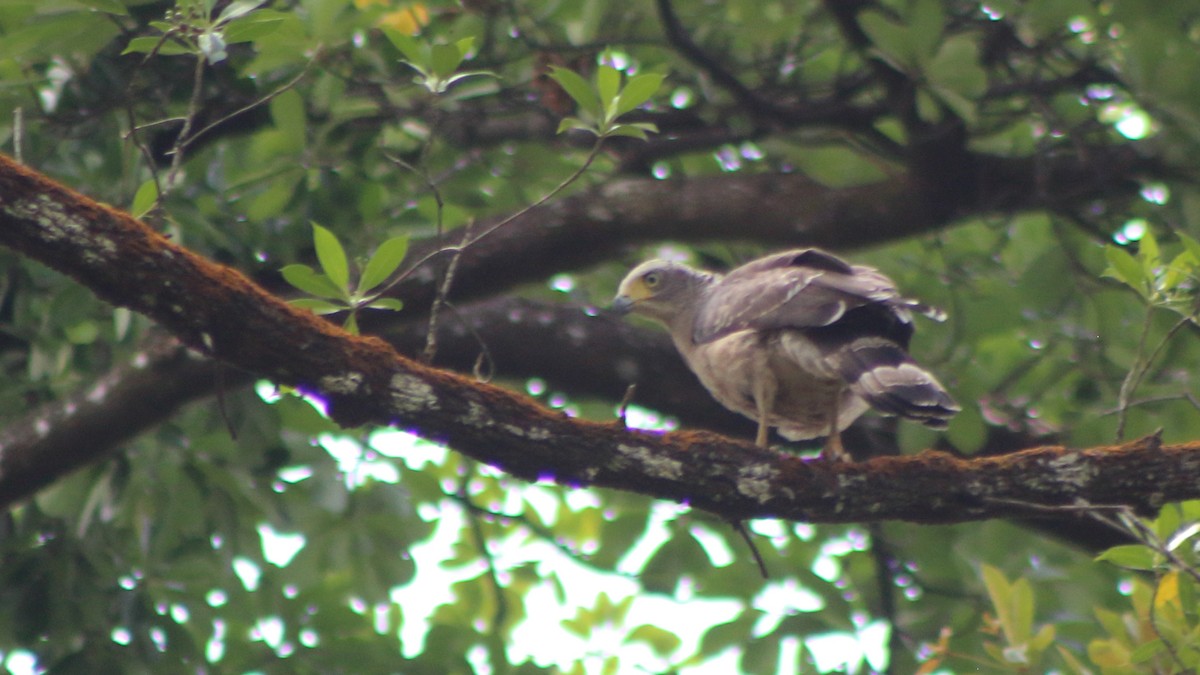 Culebrera Chiíla - ML645296247
