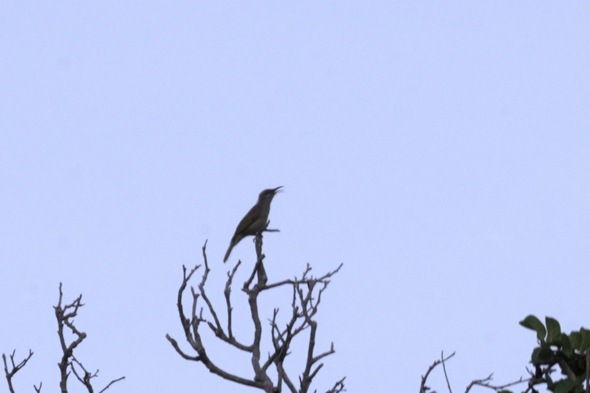 ギンミミミツスイ - ML645296253