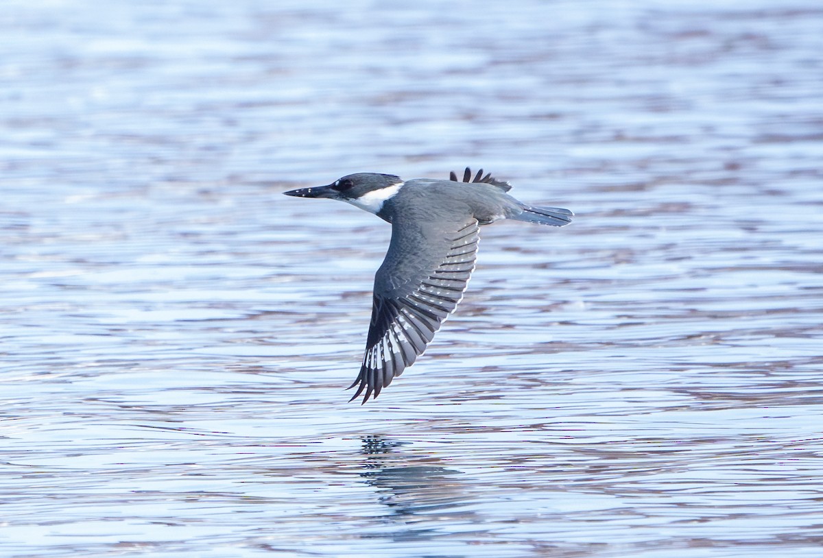 Belted Kingfisher - ML645296258