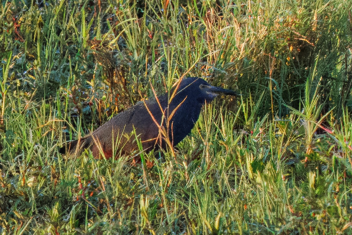 Rufous-bellied Heron - ML645296274