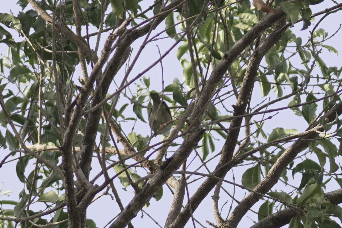 ギンミミミツスイ - ML645296276