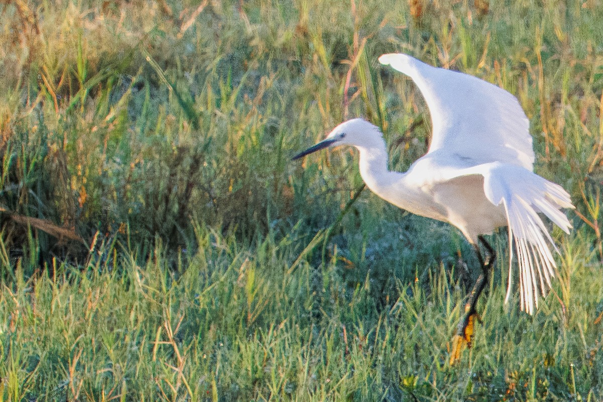 Aigrette garzette - ML645296282